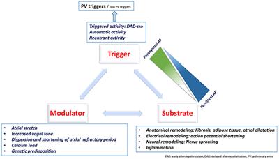 Atrial Fibrillation Mechanisms and Implications for Catheter Ablation